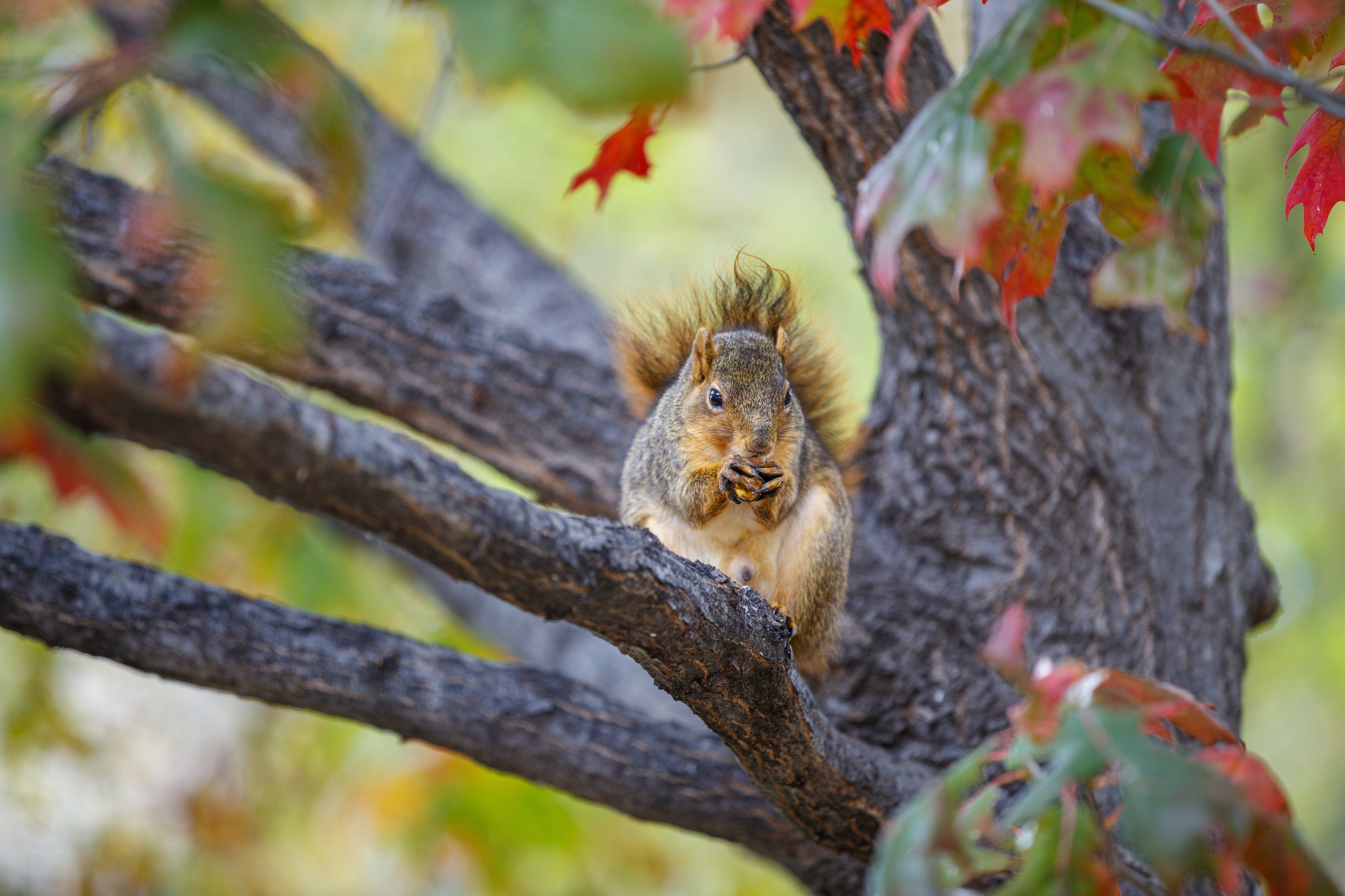 Campus wildlife