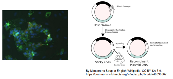Recombinant Nucleic Acid Experiments