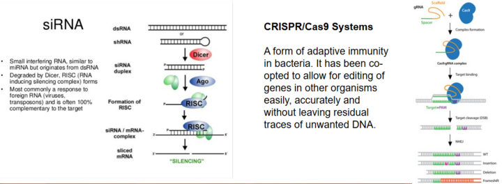 Synthetic Nucleic Acid and Gene Editing Experiments