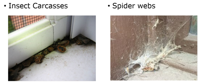 Pest Management
